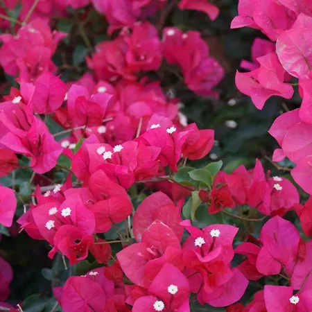 Kasteli Luxury 4* Perissa (Santorini)