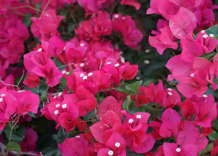 Kasteli Luxury 4* بيريسا